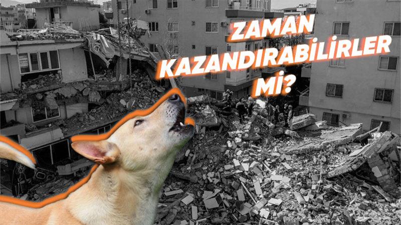 Her Deprem Sonrasında Gündeme Gelen Soru: Hayvanlar, Depremleri Önceden Sezebilir mi?