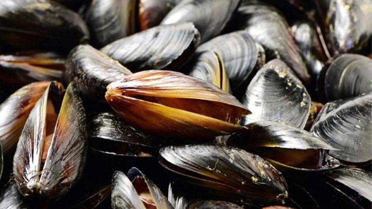 Bakandan Marmara’daki Müsilaj Sorunu Hakkında Şaşırtan Açıklama: Midyeler Temizleyecek