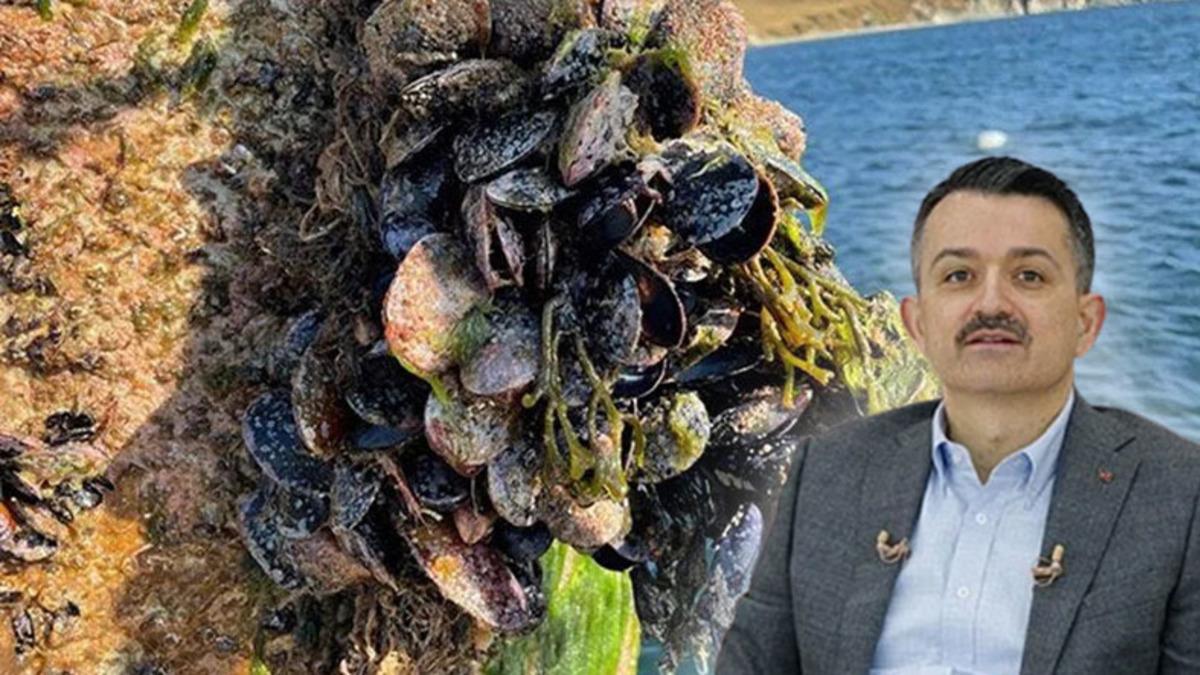 Bakandan Marmara’daki Müsilaj Sorunu Hakkında Şaşırtan Açıklama: Midyeler Temizleyecek