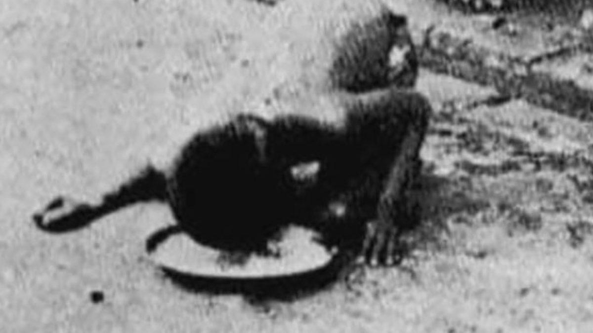 Ormanda Kurtlar Tarafından Büyütülen, Dolunayda Uluyup Kurtlar Gibi Çiğ Et Yiyen Çocukla Tanışın: Dina Sanichar