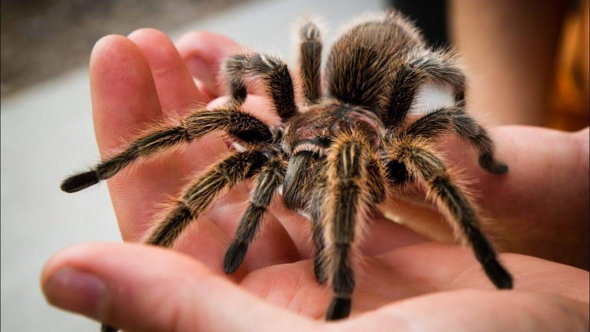 Kuş ve Fare Bile Avlayabilecek Kadar Güçlü Bir Örümcek Olan ‘Tarantula’ Hakkında Sıra Dışı Bilgiler