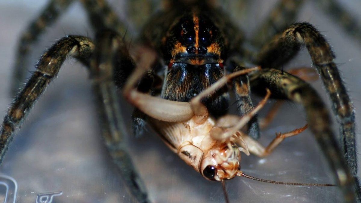 Kuş ve Fare Bile Avlayabilecek Kadar Güçlü Bir Örümcek Olan ‘Tarantula’ Hakkında Sıra Dışı Bilgiler