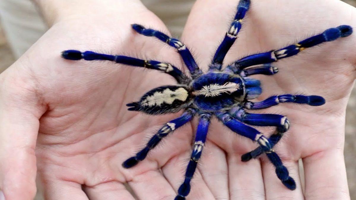 Kuş ve Fare Bile Avlayabilecek Kadar Güçlü Bir Örümcek Olan ‘Tarantula’ Hakkında Sıra Dışı Bilgiler
