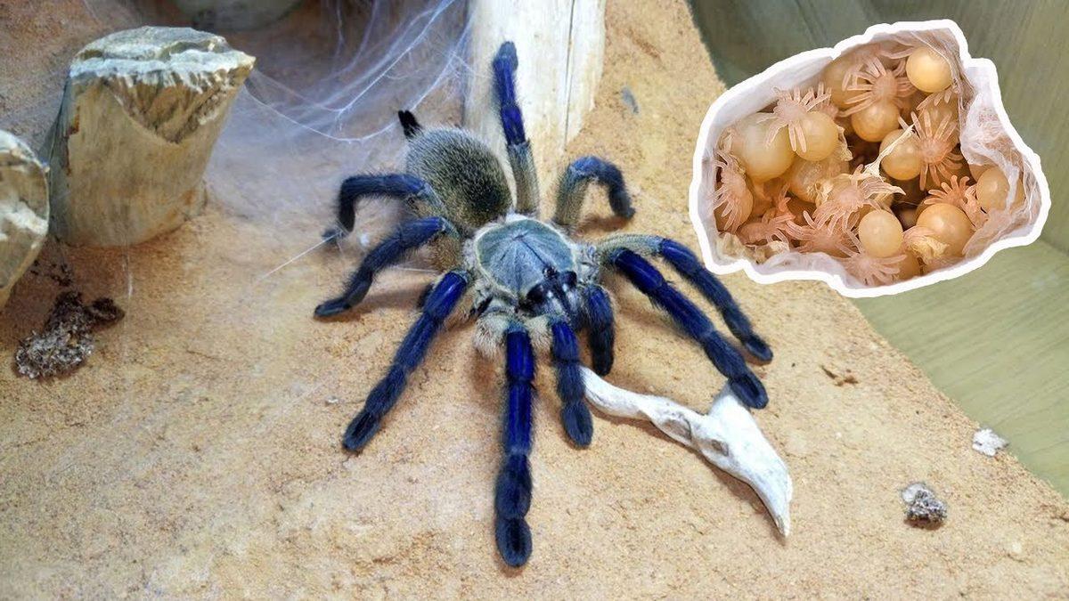 Kuş ve Fare Bile Avlayabilecek Kadar Güçlü Bir Örümcek Olan ‘Tarantula’ Hakkında Sıra Dışı Bilgiler