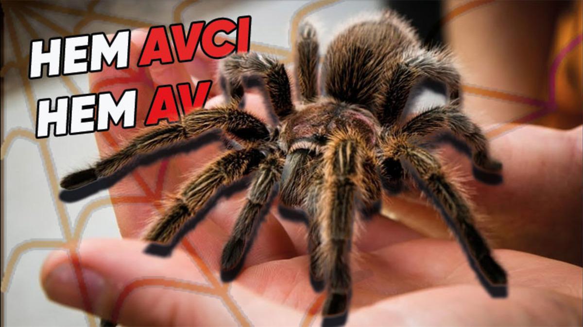 Kuş ve Fare Bile Avlayabilecek Kadar Güçlü Bir Örümcek Olan ‘Tarantula’ Hakkında Sıra Dışı Bilgiler