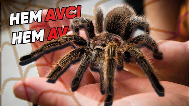 Kuş ve Fare Bile Avlayabilecek Kadar Güçlü Bir Örümcek Olan ‘Tarantula’ Hakkında Sıra Dışı Bilgiler