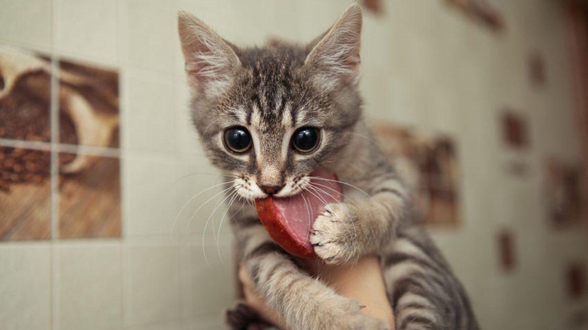 Kaş Yapayım Derken Göz Çıkarmayın: Kedilere Neden Salam Vermemelisiniz?