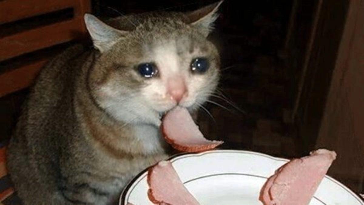 Kaş Yapayım Derken Göz Çıkarmayın: Kedilere Neden Salam Vermemelisiniz?