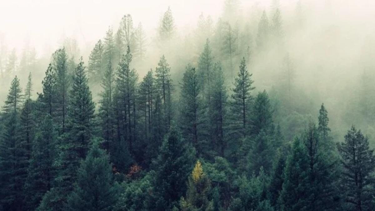 Su Falan Dökseydik: Depremlerin Ağaçların Daha Hızlı Büyümesini Sağladığı Keşfedildi