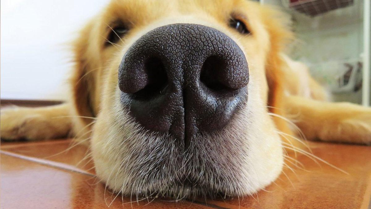 Köpek Eğitmenine Sorduk: Arama Kurtarma Köpekleri Nasıl Bir Eğitimden Geçerek Onlarca İnsanın Hayatını Kurtarıyor?