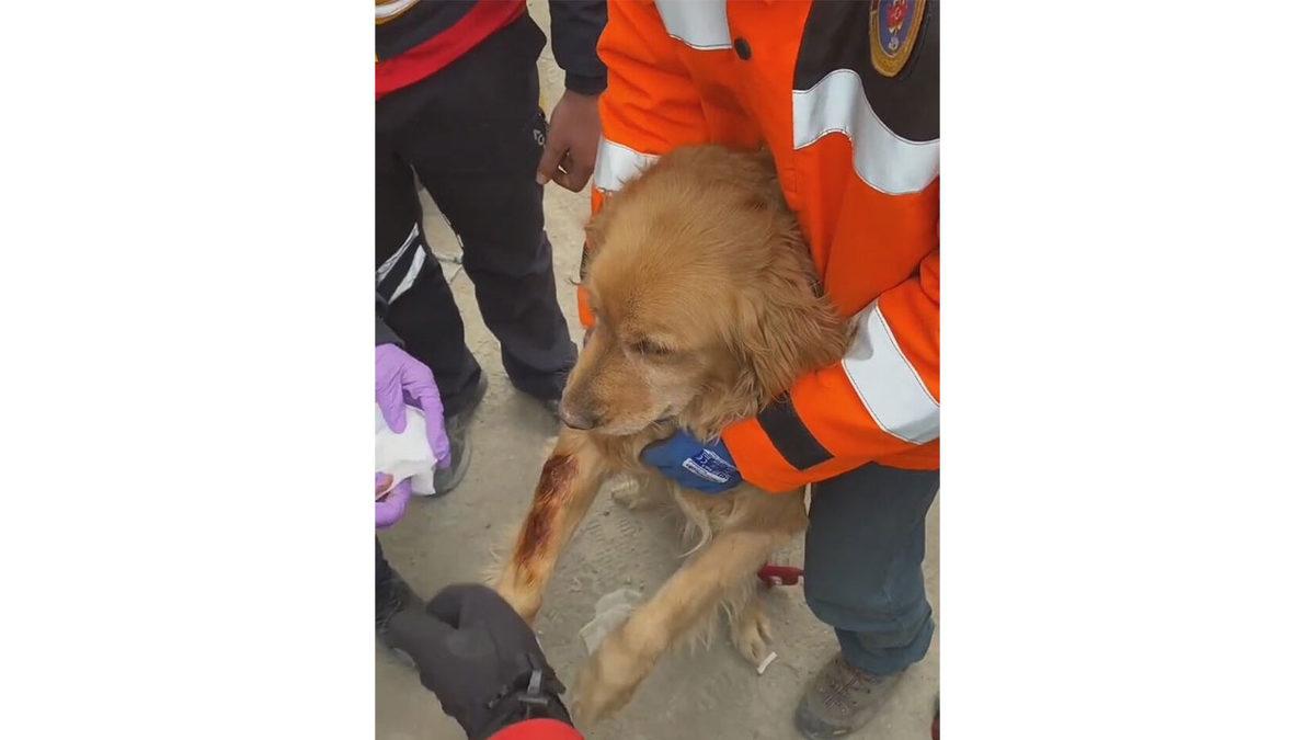 Köpek Eğitmenine Sorduk: Arama Kurtarma Köpekleri Nasıl Bir Eğitimden Geçerek Onlarca İnsanın Hayatını Kurtarıyor?