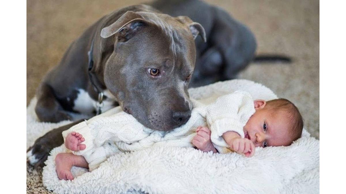 Köpek Eğitmenine Sorduk: Arama Kurtarma Köpekleri Nasıl Bir Eğitimden Geçerek Onlarca İnsanın Hayatını Kurtarıyor?