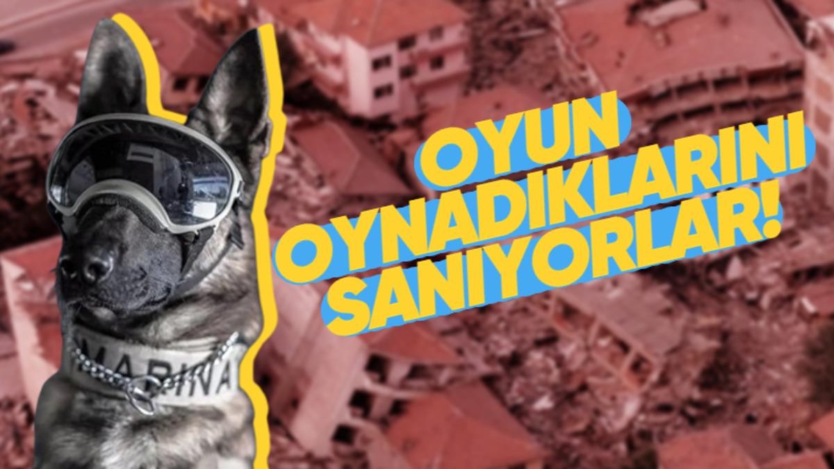 Köpek Eğitmenine Sorduk: Arama Kurtarma Köpekleri Nasıl Bir Eğitimden Geçerek Onlarca İnsanın Hayatını Kurtarıyor?