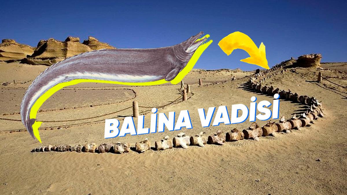 Çöllerin Ortasında Bulunan "Balina" Fosilleri Oraya Nasıl Gelmiş Olabilir?
