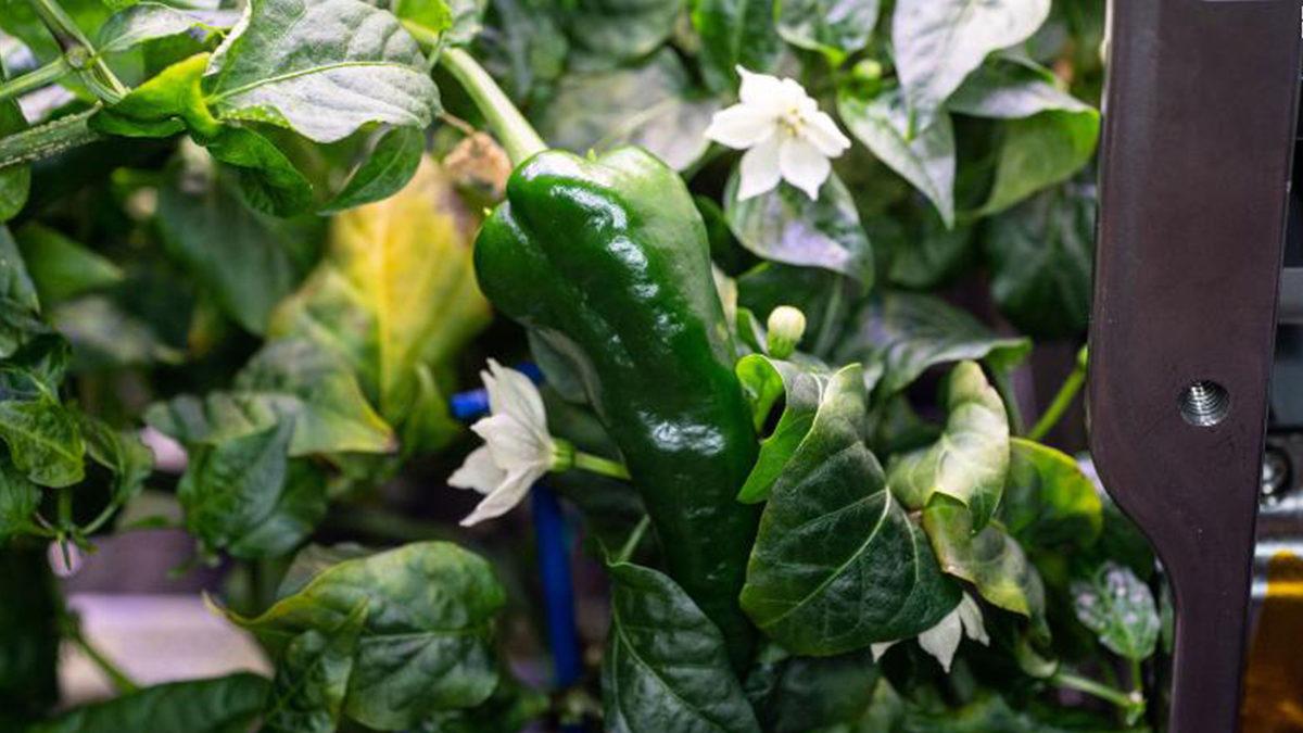 Astronotlar Eve Bezli Dönüyor: Kapsüldeki Bozuk Tuvalet, Mürettebatı Yetişkin Beziyle İdare Etmeye Zorladı