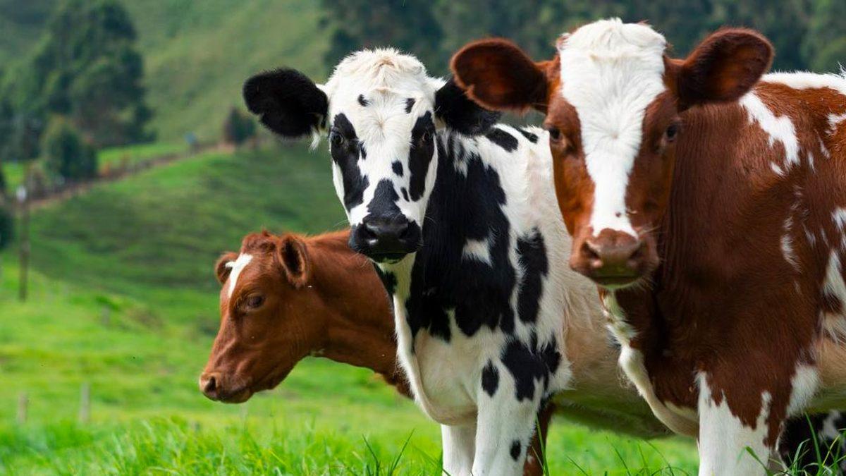 60 Yıllık Donmuş Sperm Sayesinde Nesli Tükenen İnek Türü Hayata Döndü