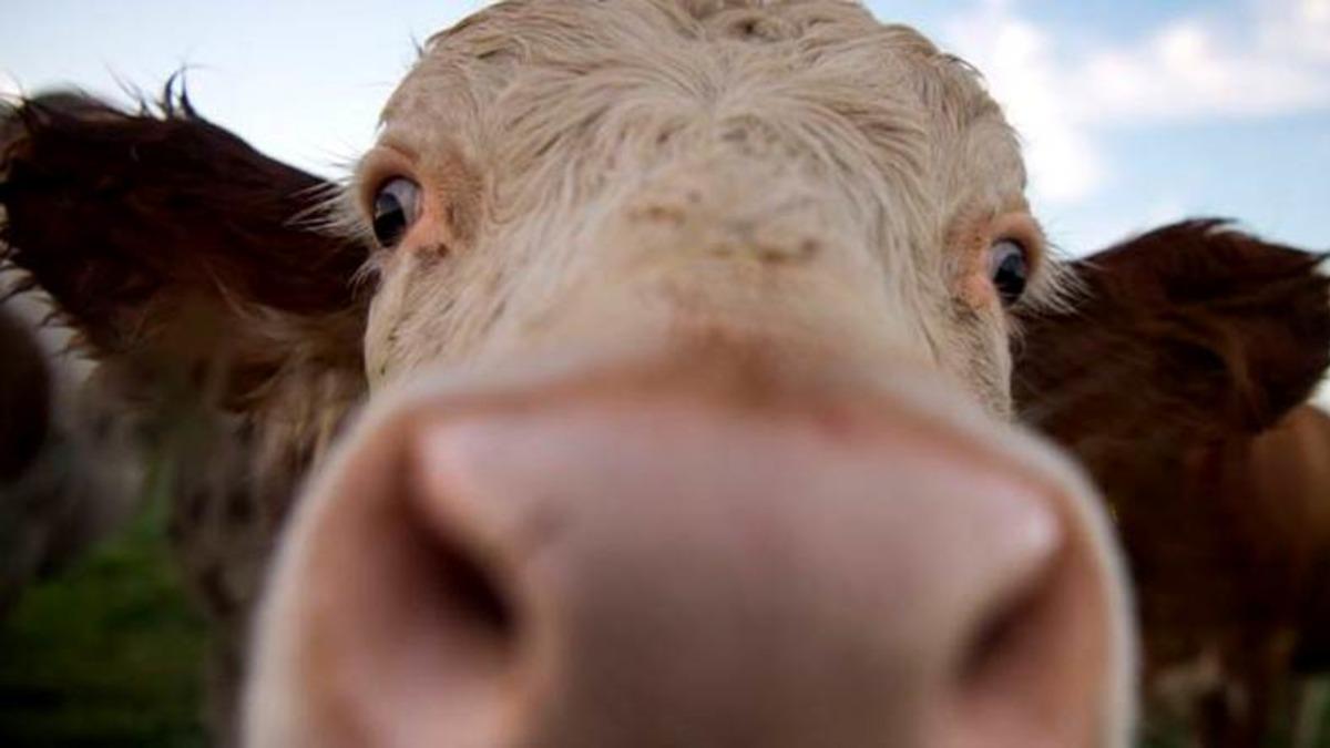 60 Yıllık Donmuş Sperm Sayesinde Nesli Tükenen İnek Türü Hayata Döndü