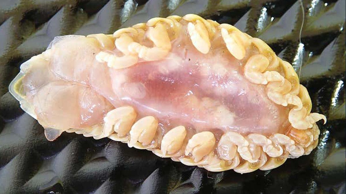 Okyanuslarda Yaşayan Birbirinden Tuhaf 5 Canlı