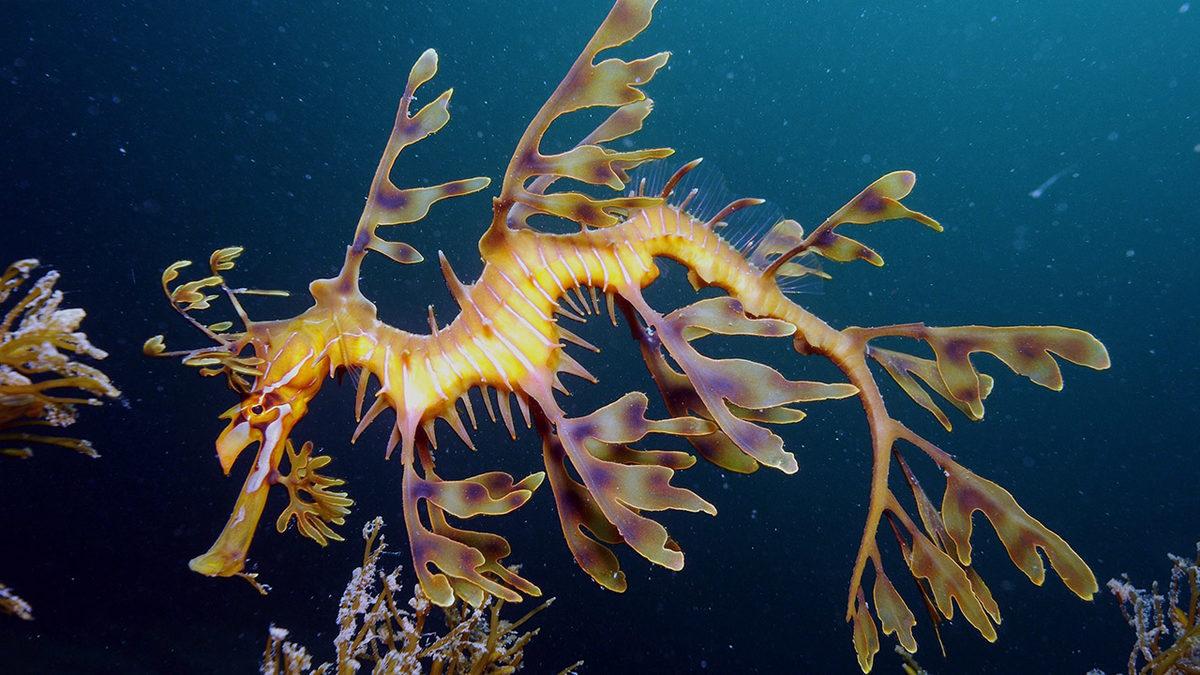 Okyanuslarda Yaşayan Birbirinden Tuhaf 5 Canlı