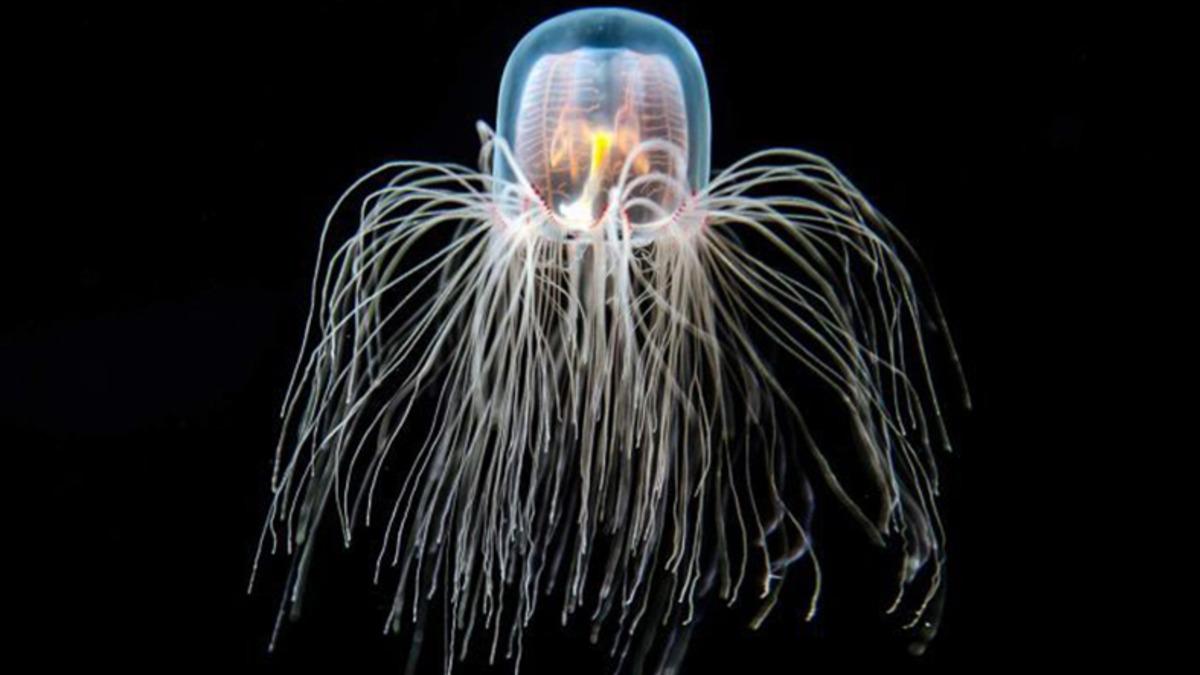 Okyanuslarda Yaşayan Birbirinden Tuhaf 5 Canlı