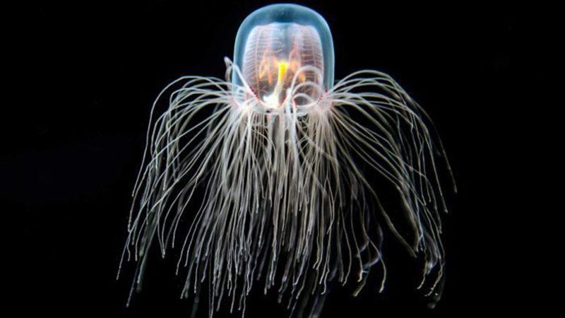 Okyanuslarda Yaşayan Birbirinden Tuhaf 5 Canlı