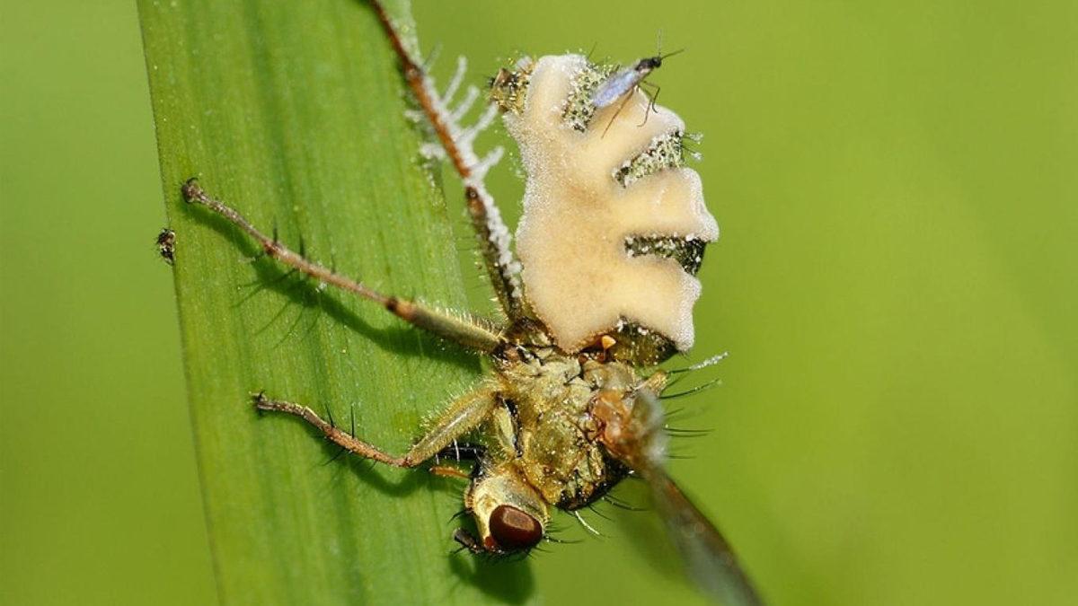 Zombi Sinek Peşimi Bırak: Bir Mantar Türünün Sinekleri Zombiye Çevirip Ölülerle Çiftleştirdiği Keşfedildi
