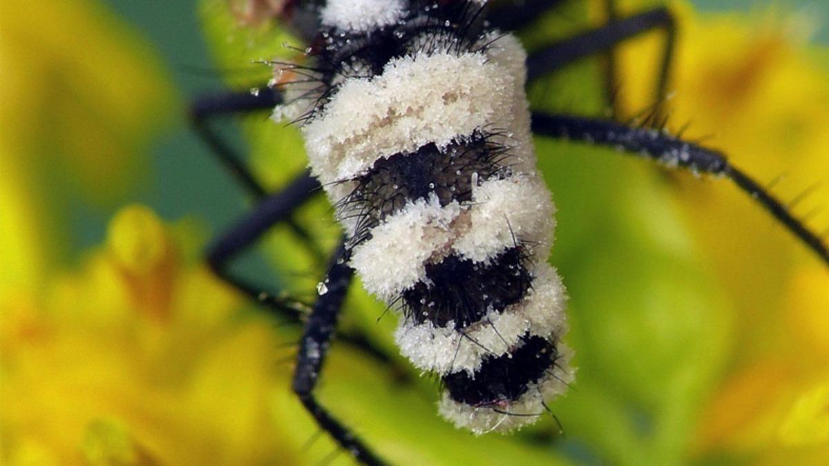 Zombi Sinek Peşimi Bırak: Bir Mantar Türünün Sinekleri Zombiye Çevirip Ölülerle Çiftleştirdiği Keşfedildi