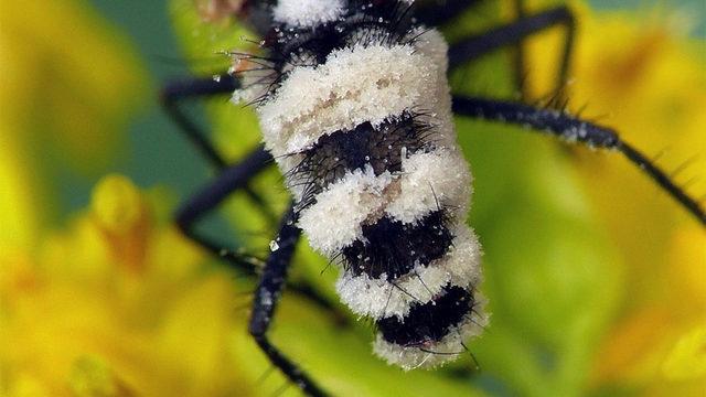 Zombi Sinek Peşimi Bırak: Bir Mantar Türünün Sinekleri Zombiye Çevirip Ölülerle Çiftleştirdiği Keşfedildi
