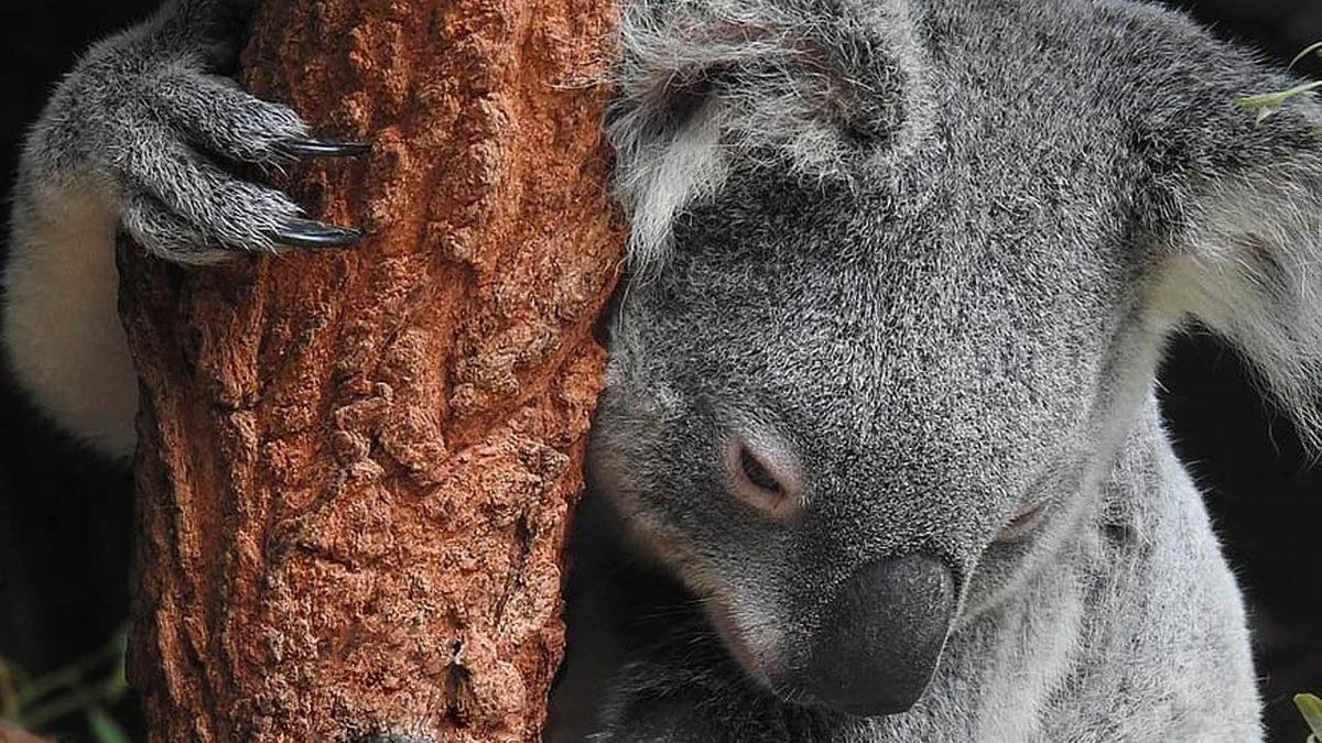 Avustralya’da Yayılan Ölümcül Klamidya Bakterisi Koalaların Yaşamını Tehdit Ediyor