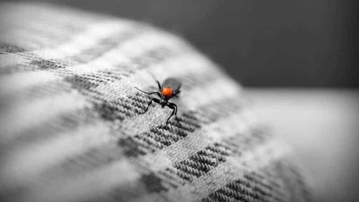 Sineklerin Ampul Gibi Işık Kaynakları Etrafında Tavaf Etmelerinin İlginç Sebebi