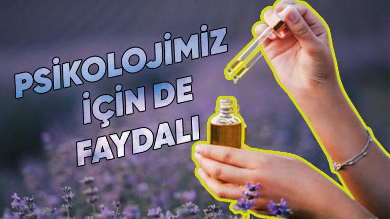 Bundan Tam 2500 Yıl Önce Bile Sağlık Alanında Kullanılan Doğa Harikası Bitki: Lavanta Yağının Bilime Göre 11 Faydası