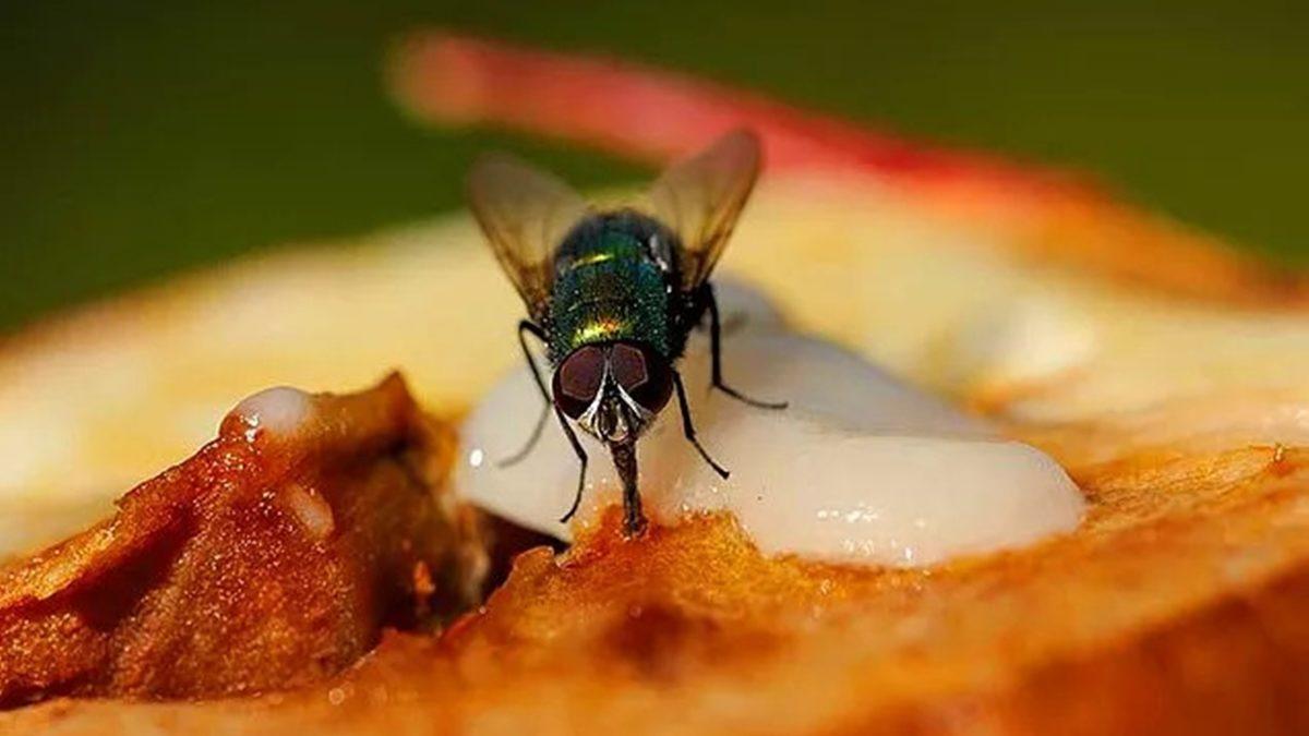 Uğur Böceğini Öldürmüyorken Sineği Öldürmemizin, Kedi Yiyen Çinlilere Kızıyorken İnek Yiyor Olmamızın Ardında Yatan Sebep Ne?