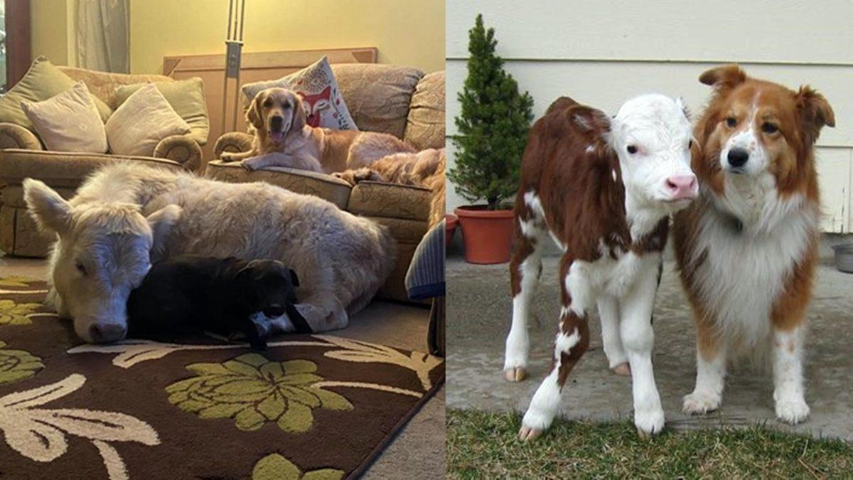 Uğur Böceğini Öldürmüyorken Sineği Öldürmemizin, Kedi Yiyen Çinlilere Kızıyorken İnek Yiyor Olmamızın Ardında Yatan Sebep Ne?