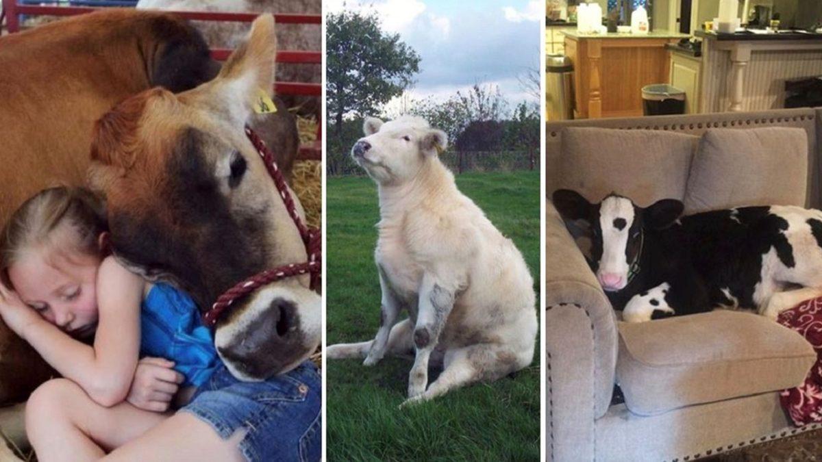 Uğur Böceğini Öldürmüyorken Sineği Öldürmemizin, Kedi Yiyen Çinlilere Kızıyorken İnek Yiyor Olmamızın Ardında Yatan Sebep Ne?