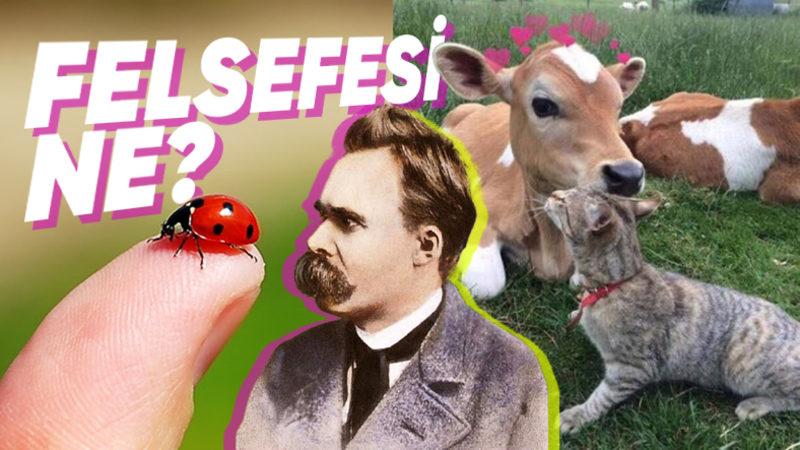 Uğur Böceğini Öldürmüyorken Sineği Öldürmemizin, Kedi Yiyen Çinlilere Kızıyorken İnek Yiyor Olmamızın Ardında Yatan Sebep Ne?