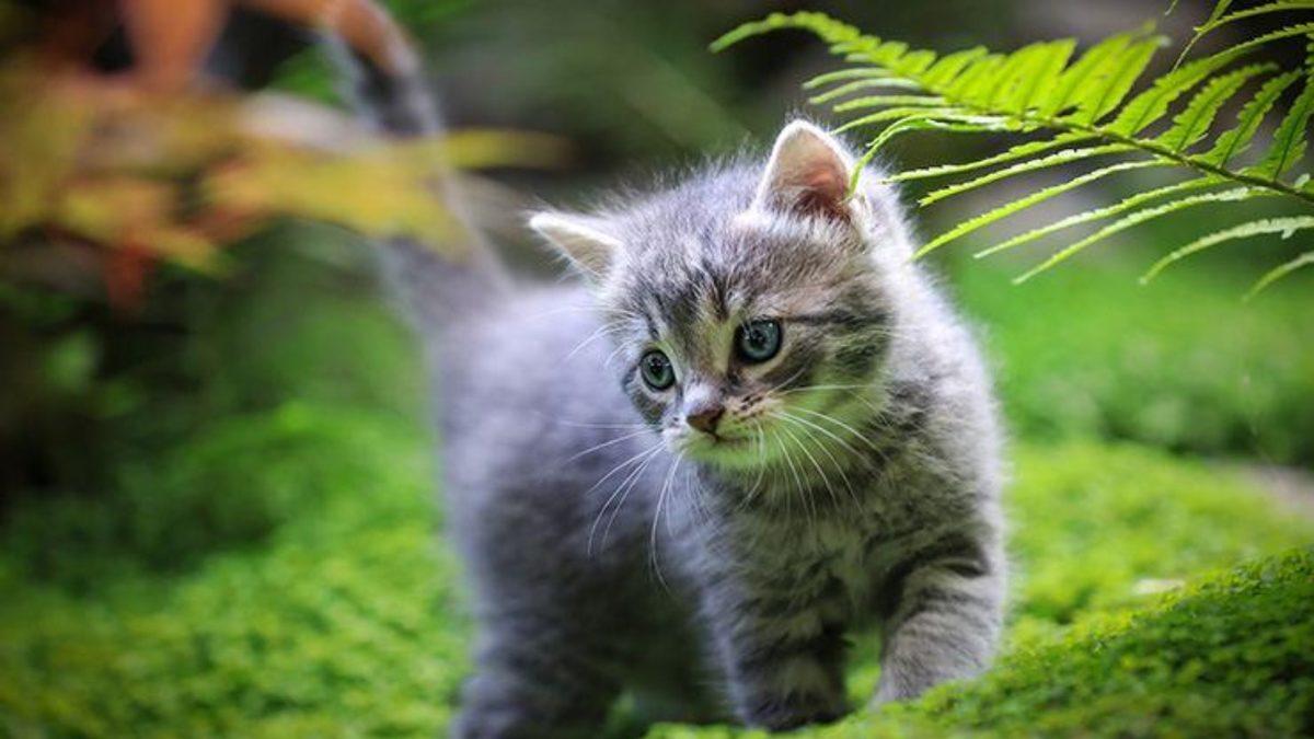 Özel HareCAT İş Başında: Kedilerin, Sahiplerini ’Kulaklarıyla Takip Ederek’ Konumlarını Tespit Ettikleri Keşfedildi