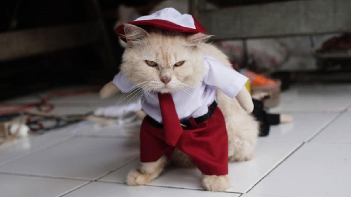 Özel HareCAT İş Başında: Kedilerin, Sahiplerini ’Kulaklarıyla Takip Ederek’ Konumlarını Tespit Ettikleri Keşfedildi