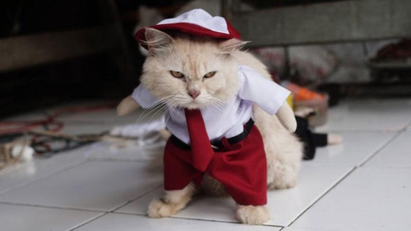 Özel HareCAT İş Başında: Kedilerin, Sahiplerini ’Kulaklarıyla Takip Ederek’ Konumlarını Tespit Ettikleri Keşfedildi