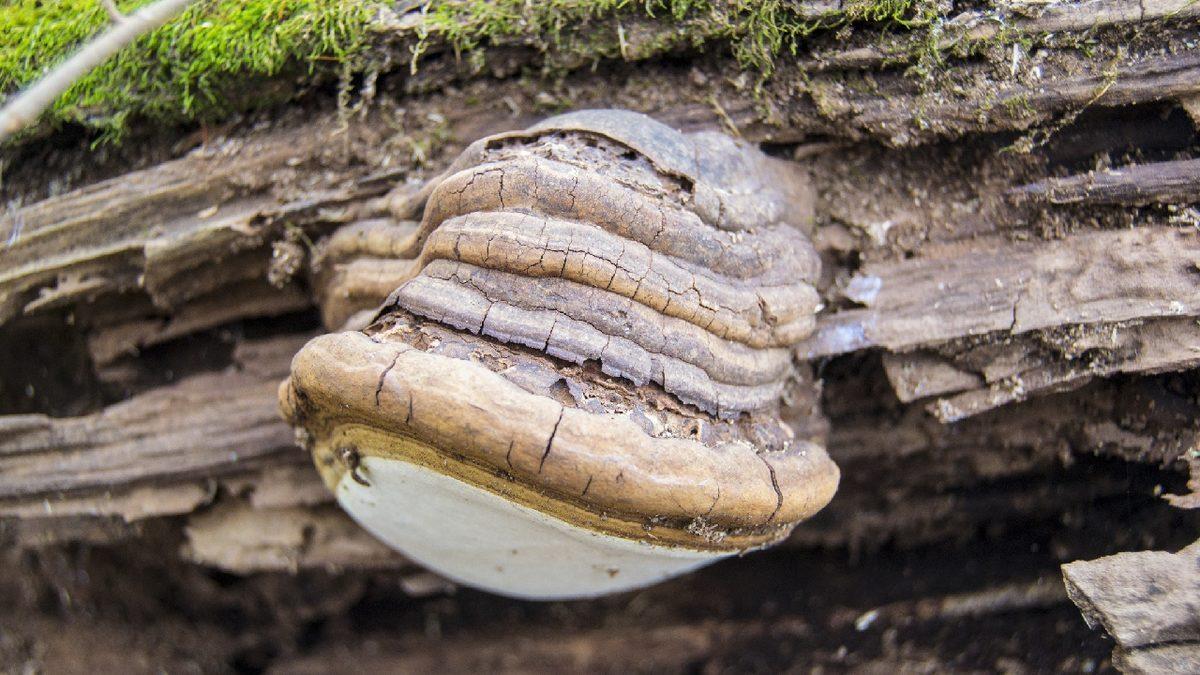 Gelecekte Plastik Yerine Mantarların Kullanılabileceğini Gösteren Araştırma