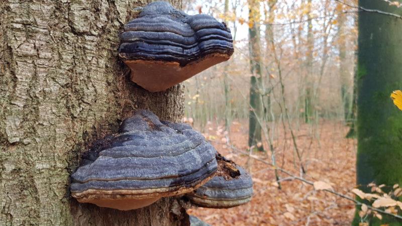 Gelecekte Plastik Yerine Mantarların Kullanılabileceğini Gösteren Araştırma