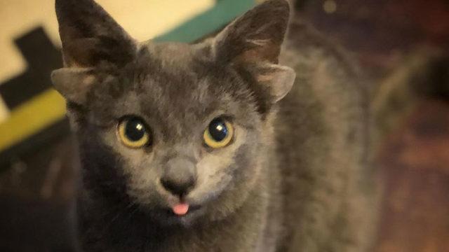 Dört Kulaklı Kedi ’Midas’, Türkiye’nin Yeni Sosyal Medya Fenomeni Oldu