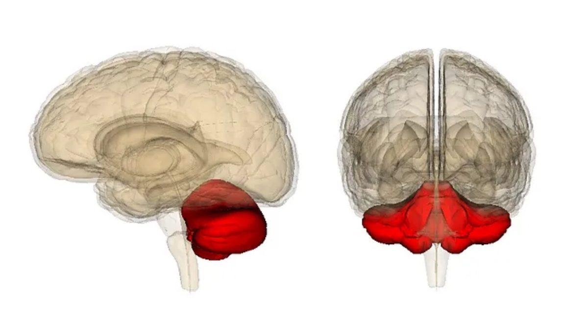 Elinizdeki Telefonu Bile Onun Sayesinde Tuttuğunuz ’Beyincik’ Olmadan Yaşamak Mümkün mü?
