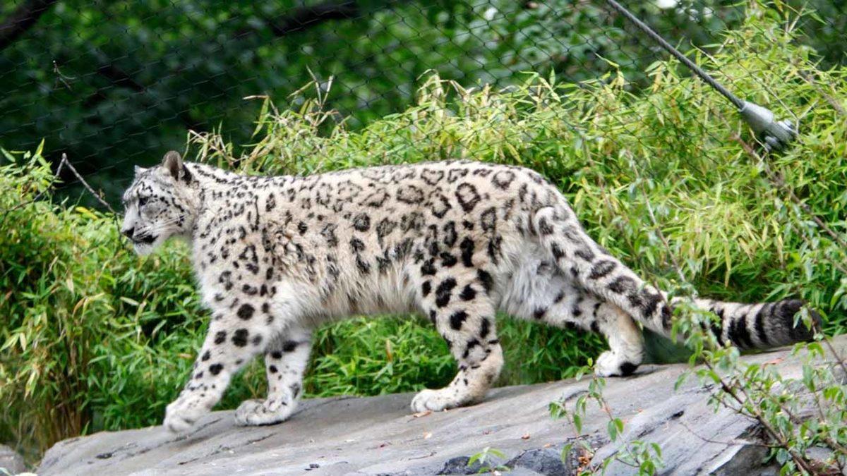 Hayvanat Bahçesi’nde Salgın: ABD’de 3 Kar Leoparı, Koronavirüs Nedeniyle Öldü