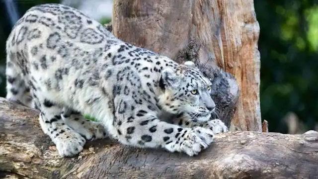 Hayvanat Bahçesi’nde Salgın: ABD’de 3 Kar Leoparı, Koronavirüs Nedeniyle Öldü