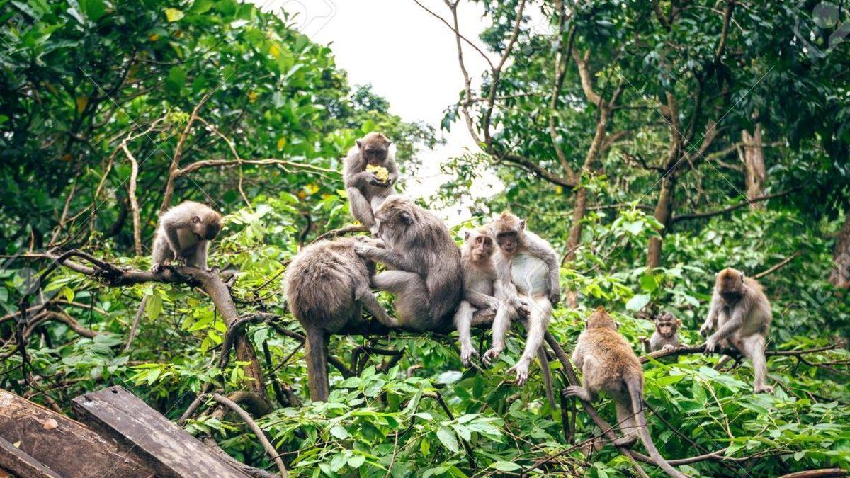 Ormanda Maymunlar Tarafından Büyütüldükten Sonra Olimpiyatlara Katılan Çocuk John Ssabunnya