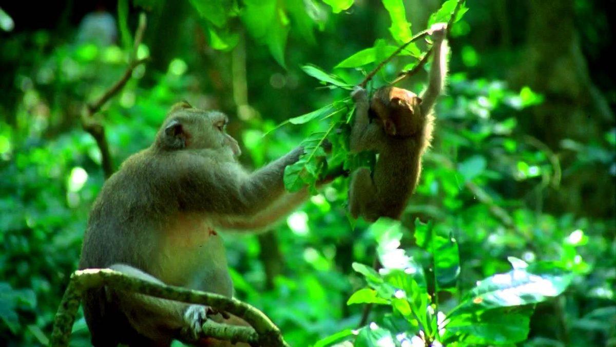 Ormanda Maymunlar Tarafından Büyütüldükten Sonra Olimpiyatlara Katılan Çocuk John Ssabunnya
