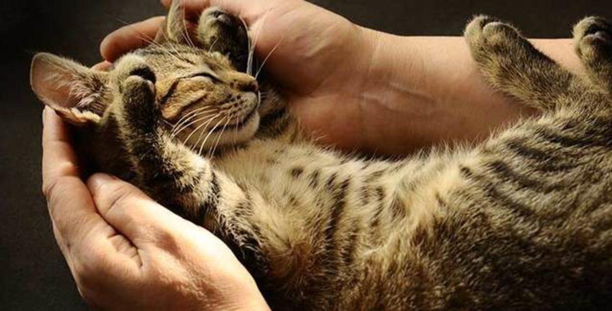 Kediler Miyavlarken Aslında Ne Anlatır? İşte Bilime Göre Miyavlama Şekilleri ve Anlamları