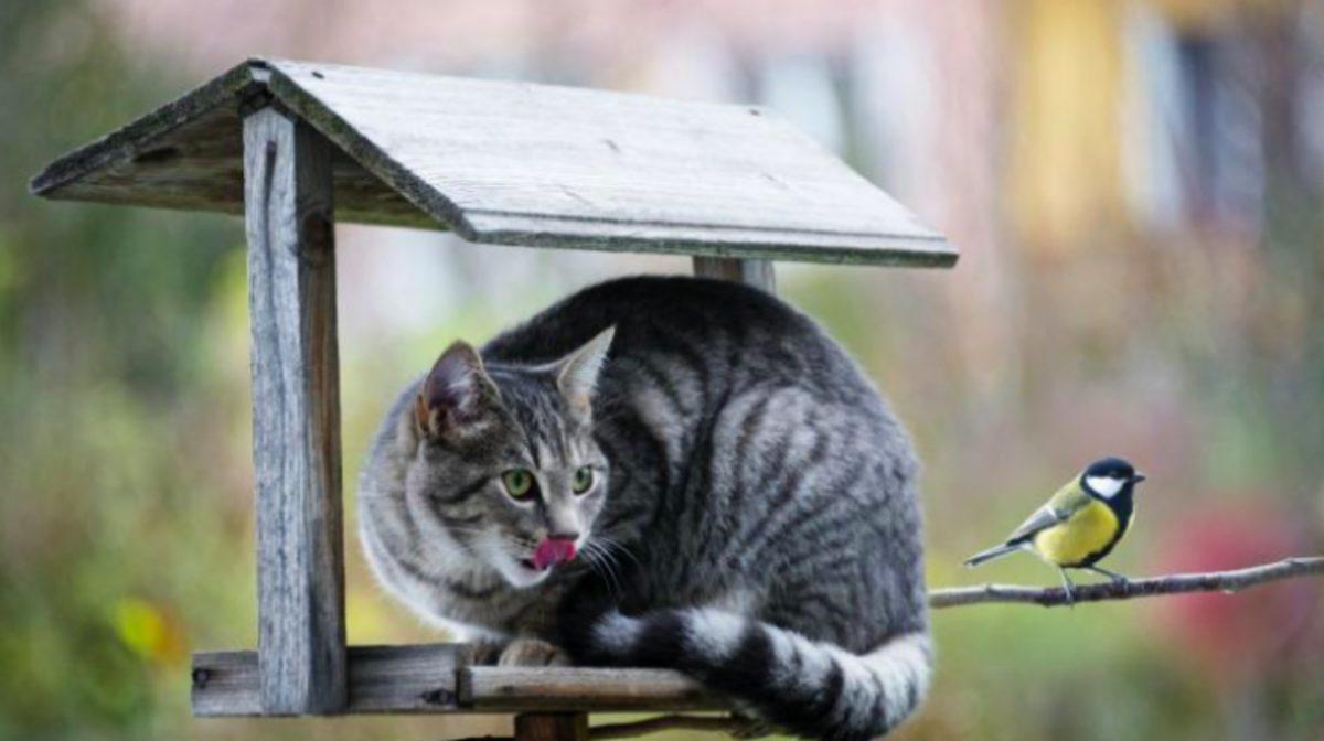 Kediler Miyavlarken Aslında Ne Anlatır? İşte Bilime Göre Miyavlama Şekilleri ve Anlamları