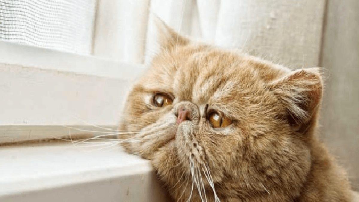 Kediler Miyavlarken Aslında Ne Anlatır? İşte Bilime Göre Miyavlama Şekilleri ve Anlamları