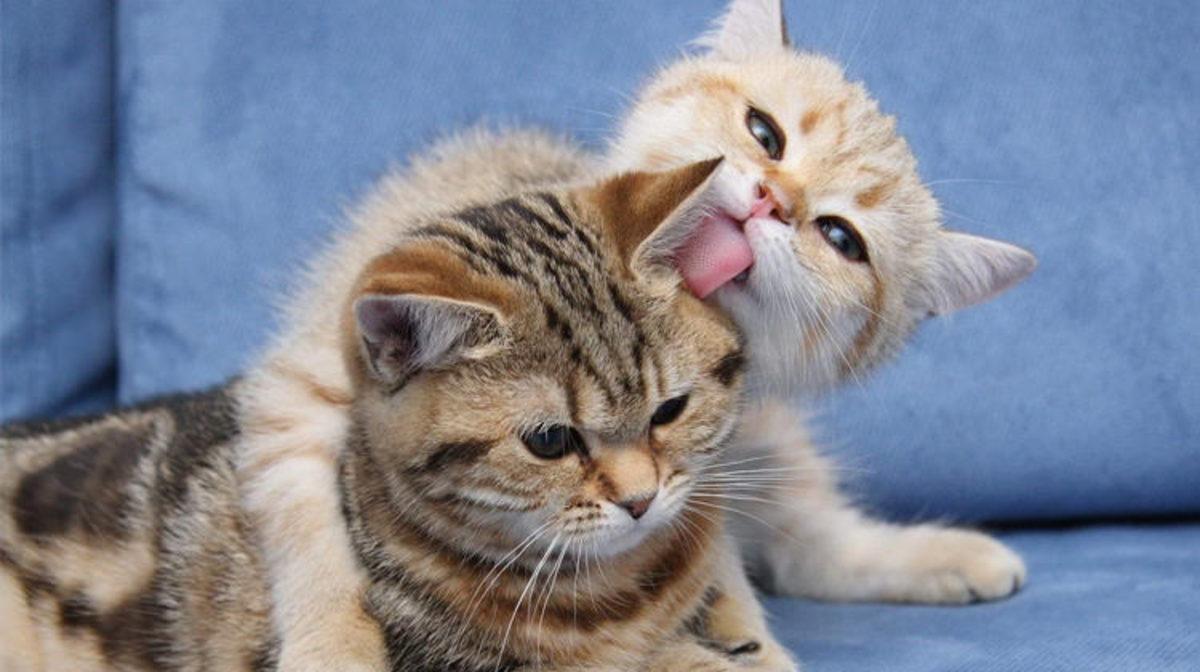 Kediler Miyavlarken Aslında Ne Anlatır? İşte Bilime Göre Miyavlama Şekilleri ve Anlamları